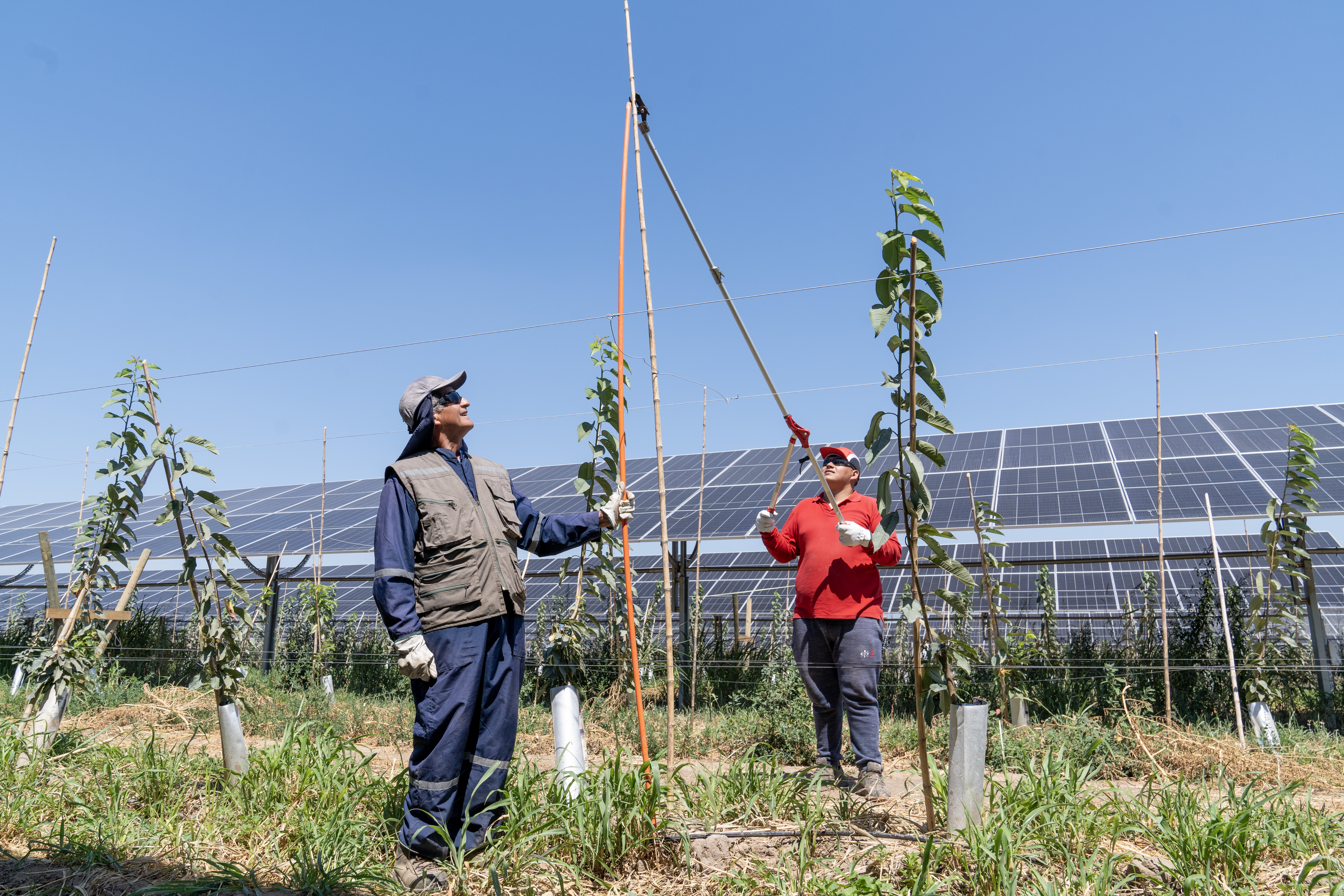 Profesional oEnergy revisando cultivo junto a planta fotovoltaica