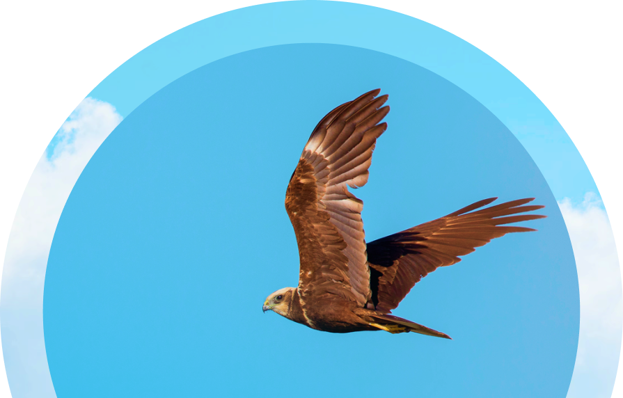 Ilustración decorativa: ave en vuelo con círculo alrededor.